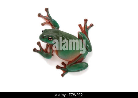Zierliche grüner Laubfrosch (Litoria Gracilenta) Stockfoto