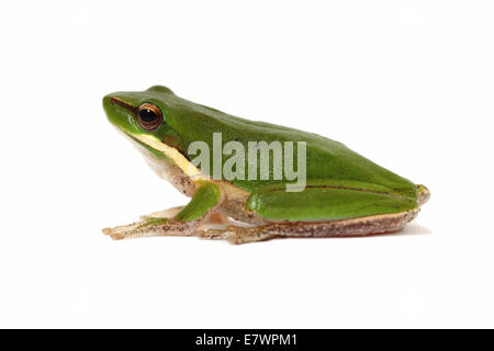 Östlichen Zwerg Laubfrosch (Litoria Goldhahnenfuß) Stockfoto