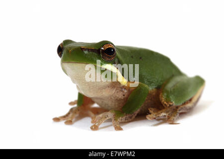 Östlichen Zwerg Laubfrosch (Litoria Goldhahnenfuß) Stockfoto