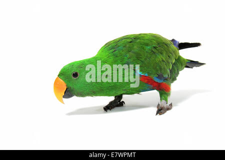 Edelpapagei (Eclectus Roratus), Männlich Stockfoto