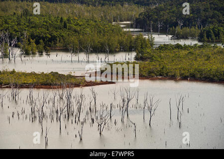 Versunkene Wald, Forêt Noyée auf Yaté Dam, Lac de Yaté, Süden Provinz Grande Terre, Neu-Kaledonien Stockfoto