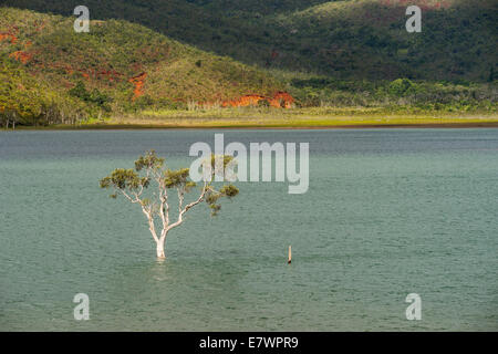 Versunkenen Baum, Forêt Noyée Yaté Dam, Lac de Yaté, Süden Provinz, Grande-Terre, Neu-Kaledonien Stockfoto