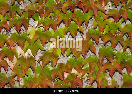 Japanische Creeper (Parthenocissus Tricuspidata) an einer Wand Stockfoto