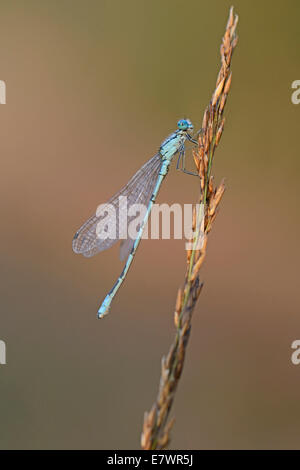 Gemeinsamen Blue Damselfly oder nördlichen Bluet (Enallagma Cyathigerum), Emsland, Niedersachsen, Deutschland Stockfoto