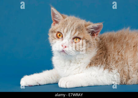 Selkirk Rex Kätzchen, 10 Wochen, Farbe lila Makrele Tabby weiß Stockfoto