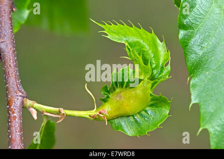 Galle der Oriental Kastanie Gall Wasp oder asiatische Chestnust Gall Wasp (Dryocosmus Kuriphilus), Schweiz Stockfoto