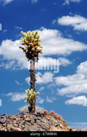 Cholla Cactus mit Wolken in den Himmel, Joshua Tree Nationalpark, Desert Center, Kalifornien, USA Stockfoto