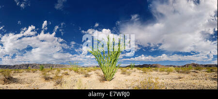 Ocotillo Strauch (Fouquieria Splendens) mit Wolken in den Himmel, Joshua Tree National Park, Desert Center, Kalifornien, USA Stockfoto