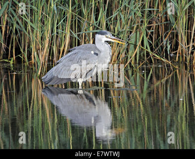 Graureiher (Ardea Cinerea) Stockfoto