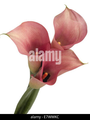 Calla-Blüte Stockfoto