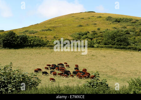 Bäuerliche Landwirtschaft auf der Südküste von England, braune Kühe auf grasbewachsenen Hang Stockfoto