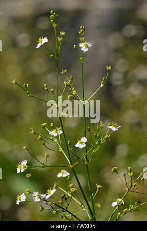 Gemeinsamen Wasser-Wegerich - Alisma Plantago-aquatica Stockfoto