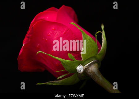 Das perfekte Valentinstag Geschenk, einen Verlobungsring auf eine rote rose Stockfoto