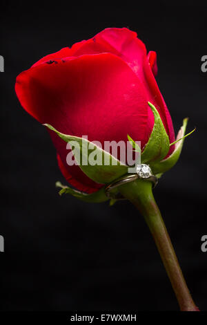 Das perfekte Valentinstag Geschenk, einen Verlobungsring auf eine rote rose Stockfoto