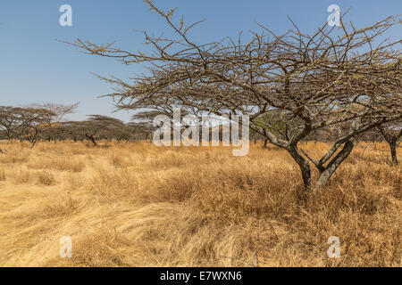 Akazien und spärliche Vegetation in der trockenen Savanne Grasland in Abjatta-Shalla Nationalpark, Äthiopien Stockfoto