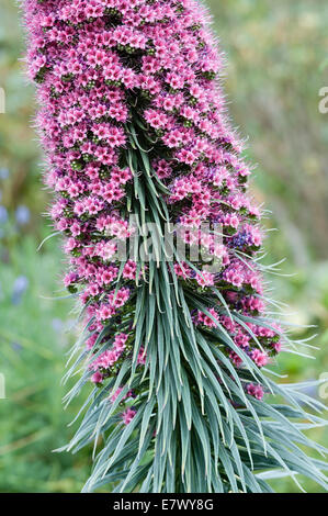 Royal Botanic Gardens, Kew, London, Großbritannien. Die Blüten von Echium wildpretii (Rotbugloss oder Teide Bugloss), aus Teneriffa auf den Kanarischen Inseln Stockfoto