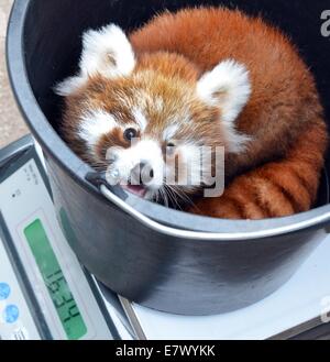 Leipzig, Deutschland. 25. Sep, 2014. Ein acht Wochen altes roter Panda wird während ein Check-up im Zoo Leipzig, Deutschland, 25. September 2014 gewogen. Der nepalesische Panda wurde von den Tierärzten Dr. Andreas Bernhard und Juliane Ladensack inspiziert. Bildnachweis: Dpa picture Alliance/Alamy Live News Stockfoto