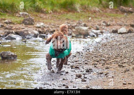 Ein Hund mit Wasser spritzt sich am Wasser entlang laufen. Stockfoto