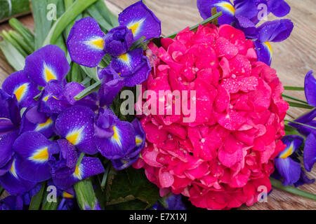 Hortensia und Iris Blumen Hintergrund Stockfoto