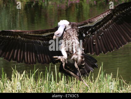 Rüppell Geier (abgeschottet Rueppellii) im Flug, zu berühren, während ein Raptor Schau Avifauna Zoo, Niederlande Stockfoto