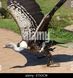 Rüppell - Griffon - Geier (abgeschottet Rueppellii) Aufbruch in Flug bei einem Raptor Schau Avifauna Zoo, Niederlande Stockfoto