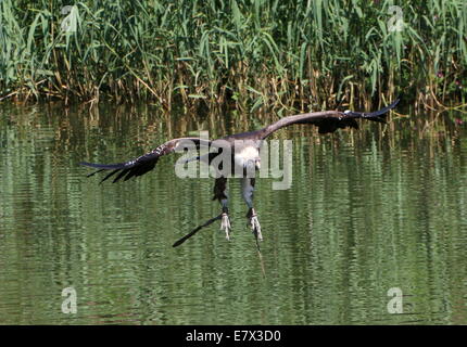 Rüppell - Griffon - Geier (abgeschottet Rueppellii) während des Fluges in einem Raptor Schau Avifauna Zoo, Alphen a/d Rijn, Niederlande Stockfoto