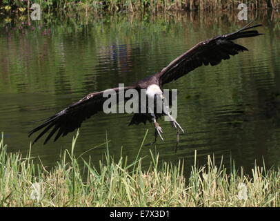 Rüppell - Griffon - Geier (abgeschottet Rueppellii) während des Fluges in einem Raptor Schau Avifauna Zoo, Alphen a/d Rijn, Niederlande Stockfoto