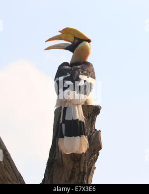 Große indische Hornbill (Buceros Bicornis) aka große pied hornbill Stockfoto