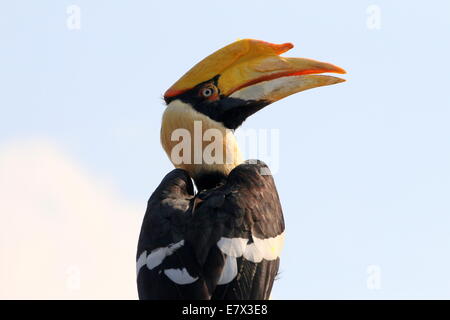 Große indische Hornbill (Buceros Bicornis) aka große pied hornbill Stockfoto