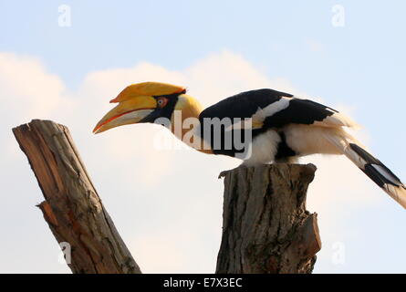 Große indische Hornbill (Buceros Bicornis) aka große pied hornbill Stockfoto