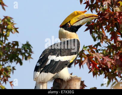 Große indische Hornbill (Buceros Bicornis) aka große pied Hornbill im Profilbildnis Stockfoto