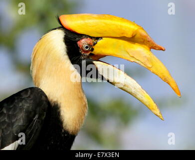 Große indische Hornbill (Buceros Bicornis) aka große pied hornbill Stockfoto