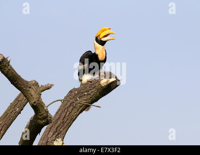 Großen Pied Hornbill (Buceros Bicornis) stammt aus Indien und Südostasien Stockfoto