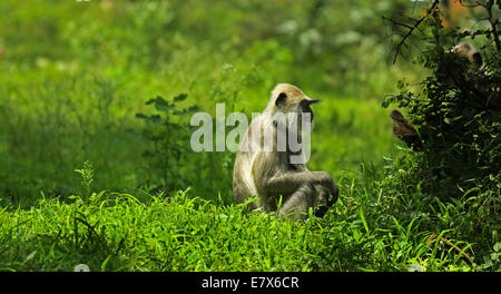 Hanuman-Languren ist vermutlich eines der Altweltaffen gehören zur Gattung Semnopithecus. Stockfoto