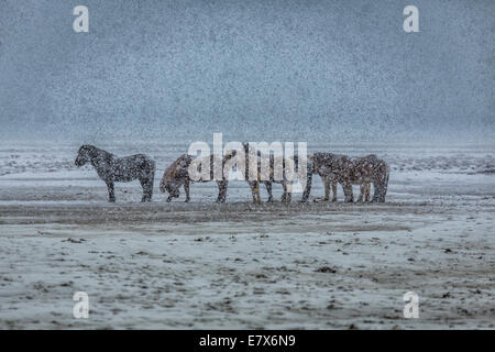 Islandpferde in einem Schneesturm, Island Stockfoto