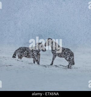 Islandpferde in einem Schneesturm, Island Stockfoto