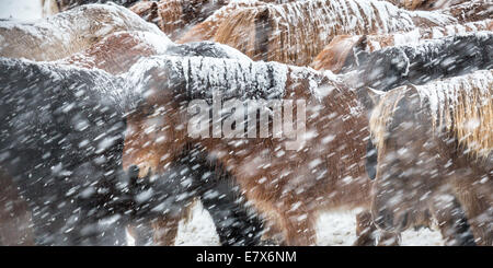 Islandpferde in einem Schneesturm, Island Stockfoto