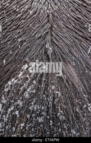 Islandpferd in einem Schneesturm, Island Stockfoto