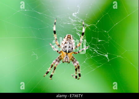 Die europäischen Kreuzspinne, Diadem Spider, Kreuzspinne oder Kreuz Orbweaver (Araneus Diadematus) ist eine gemeinsame Orb-Weaver Spider f Stockfoto