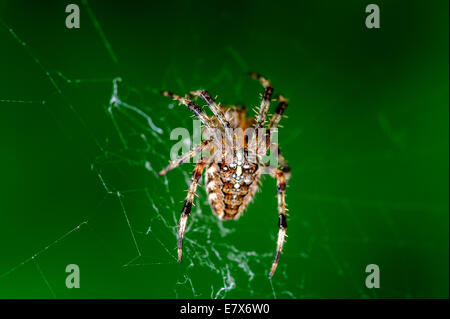 Die europäischen Kreuzspinne, Diadem Spider, Kreuzspinne oder Kreuz Orbweaver (Araneus Diadematus) ist eine gemeinsame Orb-Weaver Spider f Stockfoto