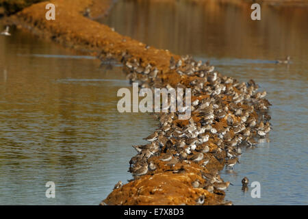 Gemischte Herde von Alpenstrandläufer, Sichelstrandläufer und Sanderlinge Stockfoto