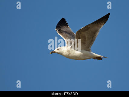 Western Yellow-legged Möve (Larus Michahellis Michahellis), 2 cy, mediterranen gelbe-legged Möve (Laridae), Stockfoto