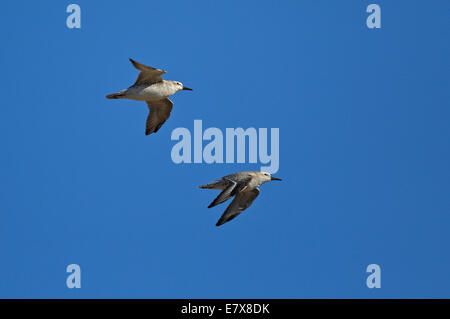 Knoten (Calidris Canutus) im Flug Stockfoto