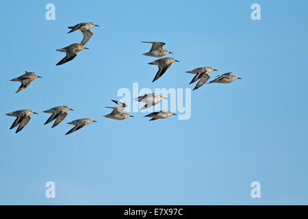 Knoten (Calidris Canutus) im Flug Stockfoto