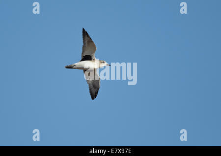 Grey Plover (Pluvialis Squatarola) im Flug Stockfoto