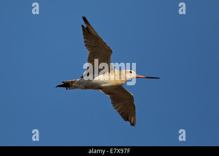 Bar-tailed Uferschnepfe (Limosa Lapponica) im Flug Stockfoto