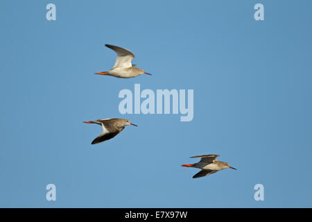 Gemeinsamen Rotschenkel (Tringa Totanus) im Flug Stockfoto