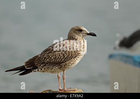 Geringerem Black-backed Gull (Larus Fuscus), Juvenile, 1 cy Stockfoto