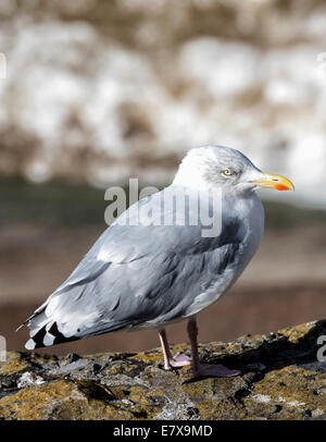 Weniger schwarz backed Gull hoch auf einem Felsen Stockfoto