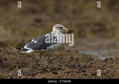 Krabben-weniger Black-backed Gull (Larus Fuscus), Erwachsene, Essen Stockfoto